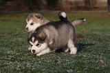 ALASKAN MALAMUTE 639